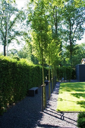 Moderne bostuin